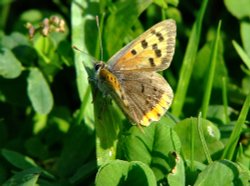 Small copper butterfly....lycaena phlaeas Wallpaper