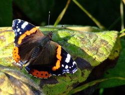 Red admiral butterfly.....vanessa atalanta Wallpaper