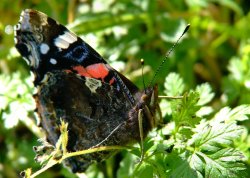 Red admiral butterfly.....vanessa atalanta Wallpaper