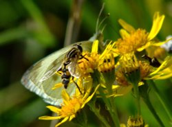 Hoverfly and small white butterfly Wallpaper