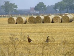 Hares in the field near Newport