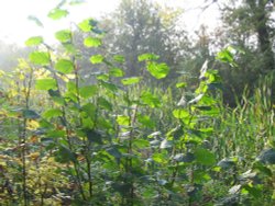 Basingstoke Canal, Up Nately Wallpaper