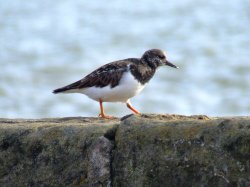 Turnstone.....arenaria interpres Wallpaper