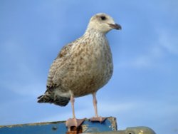 Lesser black backed gull......larus fuscus Wallpaper