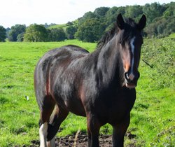 Shire Horse Wallpaper