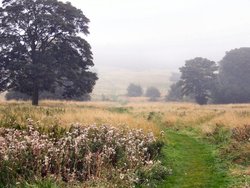 Mist on the common Wallpaper