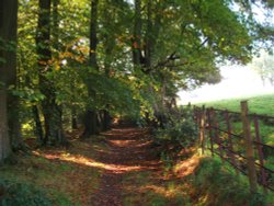 Knowle Green Woods