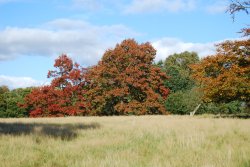 Calke Abbey Park Wallpaper