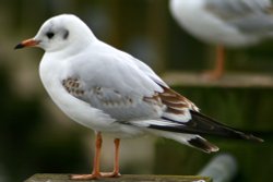 Black Headed Gull Wallpaper