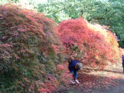 Westonbirt Wallpaper