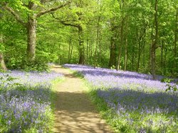 Bluebell at Hole Park Garden, Rolvenden, Kent Wallpaper