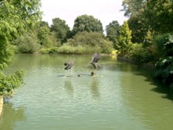 Statues of birds in a lake. Wallpaper