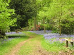 Bowood Rhododendron Gardens in bluebell time Wallpaper