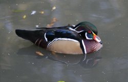 Wood Duck. Wallpaper