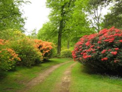 Rhododendrons at their best Wallpaper