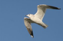 Herring Gull Juvenile. Wallpaper