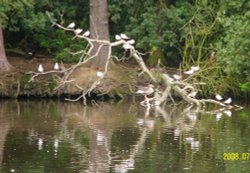 Hartsholme Country Park Wallpaper