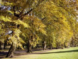 Beech Trees Wallpaper