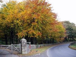 Beech Trees (Again)