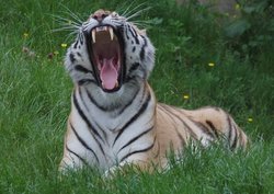 Yawning Tiger Wallpaper