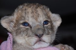 Zara the lion cub at Linton Zoo Wallpaper