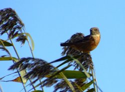 Female stonechat....saxicola torquata Wallpaper