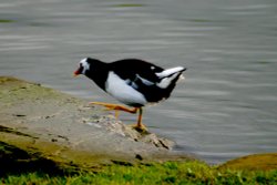 Moorhen Wallpaper