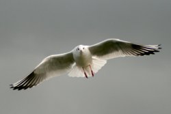 Black Headed Gull. Wallpaper