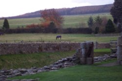 Horse Grazing in Pasture..... Wallpaper