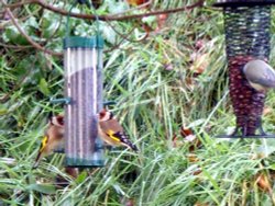 Goldfinches for Ray Wallpaper