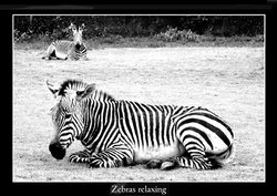 Zebra Grazing at Linton Zoo Wallpaper