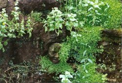 Hever Castle Gardens Wallpaper