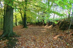 Autumn in the woods