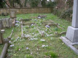 Crocus covered graveyard at Quarry Church. Wallpaper