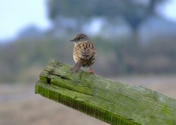 Dunnock....prunella modularis