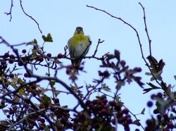 Siskin....carduelis spinus Wallpaper