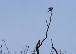 Fieldfare....turdus pilaris Wallpaper