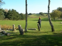 Birches felled Wallpaper