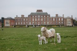 Wimpole Hall and Sheep