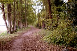 The River Path Wallpaper