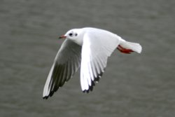 Black Headed Gull. Wallpaper