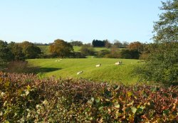 Knowle Green Countryside Wallpaper