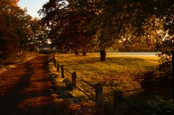 Autumn trees