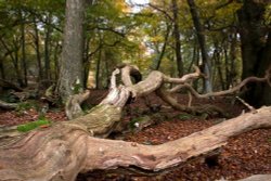 Autumn in The New Forest Wallpaper