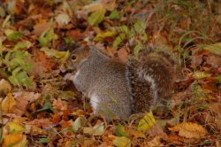 Squirrel rumaging for nuts under the autumn leaves Wallpaper