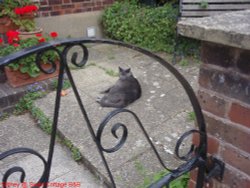 Sidney at Swan Cottage B&B Tunbridge Wells