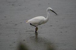 Little Egret at Titchwell Marsh Wallpaper