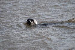 Seal in the creek Wallpaper