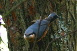 Nuthatch Wallpaper