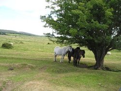 Dartmoor Ponies Wallpaper